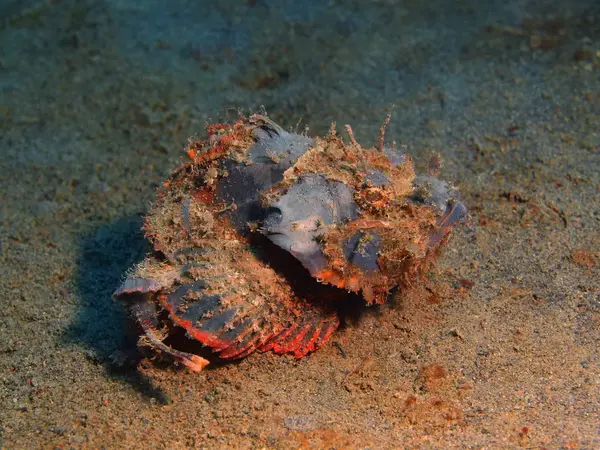 Scorpionfish, Wyspa Bali, Puri Jati — Zdjęcie stockowe