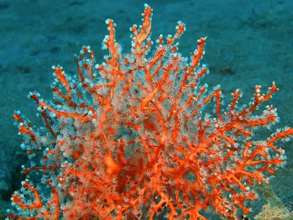 Gorgonian korall, ön Bali, Puri Jati — Stockfoto