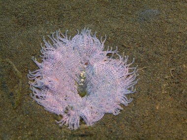 Deniz anemone, Adası Bali, Puri Jati