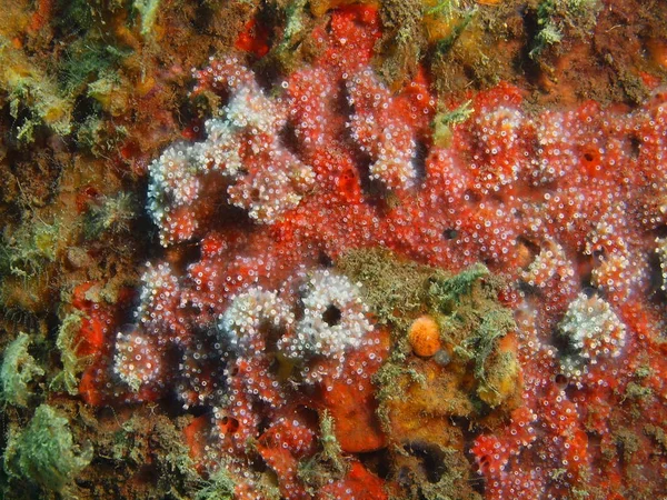 Horn-och kiselsvampar, ön Bali, Puri Jati — Stockfoto