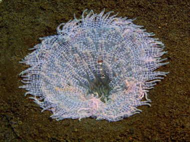 Deniz anemone, Adası Bali, Puri Jati