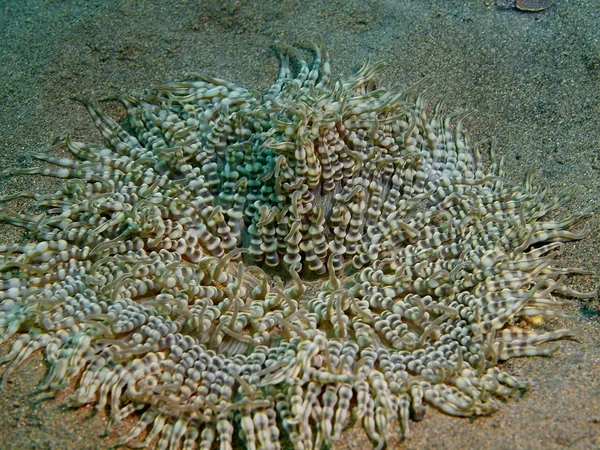 Sea anemone, Island Bali, Puri Jati — Stock Photo, Image