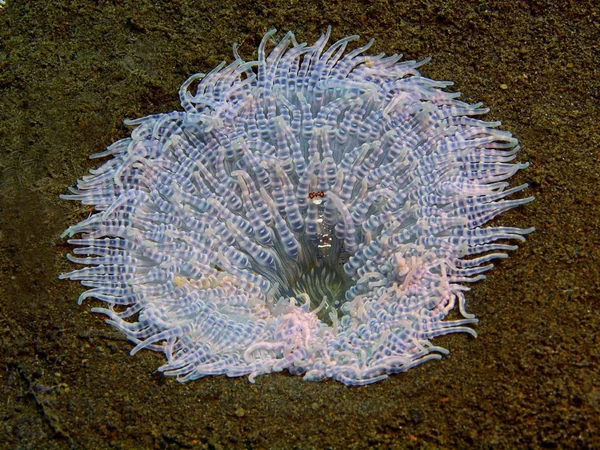 Morskiego anemonu, Wyspa Bali, Puri Jati — Zdjęcie stockowe