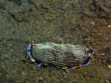 Gerçek deniz yaratığı, Adası Bali, Puri Jati