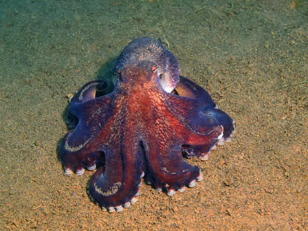 Octopus, eiland Bali, Puri Jati — Stockfoto