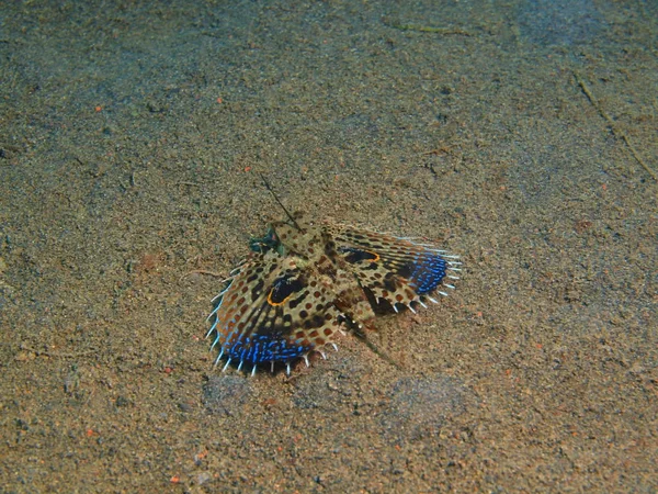 Scorpionfish, Island Bali, Puri Jati — Stock Photo, Image