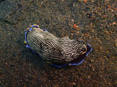Gerçek deniz yaratığı, Adası Bali, Puri Jati