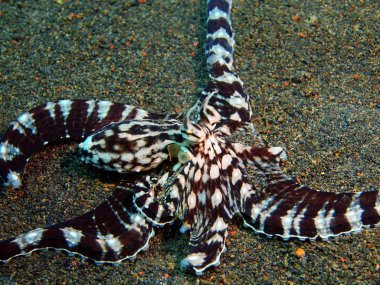 Ahtapot, Ada Bali, Puri Jati