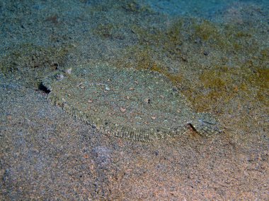 Pisi balığı, Adası Bali, Puri Jati