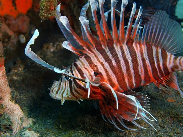 Skorpionfisch, Insel bali, Puri jati — Stockfoto