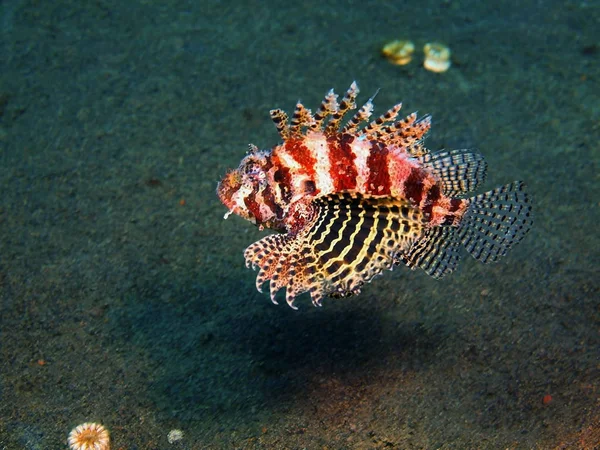 Skorpionfisk, Island Bali, Puri Jati – stockfoto