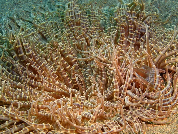 Morskiego anemonu, Wyspa Bali, Puri Jati — Zdjęcie stockowe