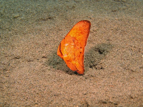 Coral fish, Island Bali, Puri Jati — Stock Photo, Image