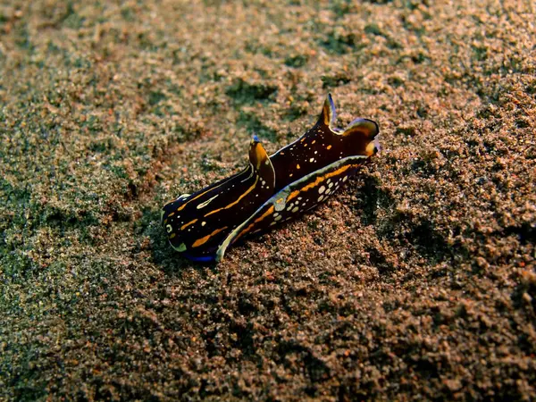 真正的海蛞蝓，巴厘岛，巴厘岛 Jati — 图库照片