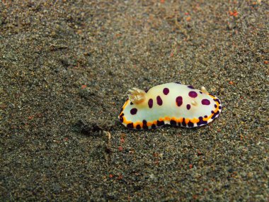 Gerçek deniz yaratığı, Adası Bali, Puri Jati