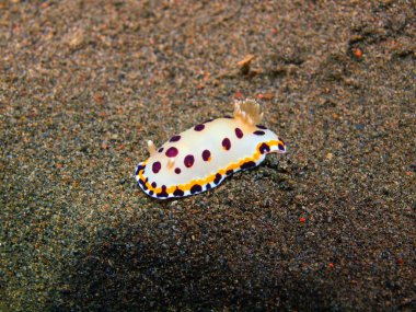 Gerçek deniz yaratığı, Adası Bali, Puri Jati