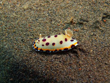 Gerçek deniz yaratığı, Adası Bali, Puri Jati