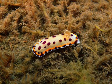 Gerçek deniz yaratığı, Adası Bali, Puri Jati