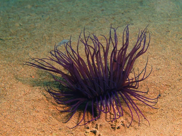 Sea anemone, Island Bali, Puri Jati — Stock Photo, Image