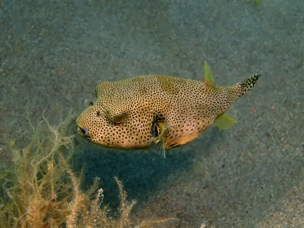 Boxfish, Wyspa Bali, Puri Jati — Zdjęcie stockowe