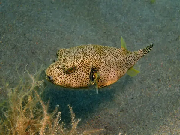 Boxfish, ön Bali, Puri Jati — Stockfoto