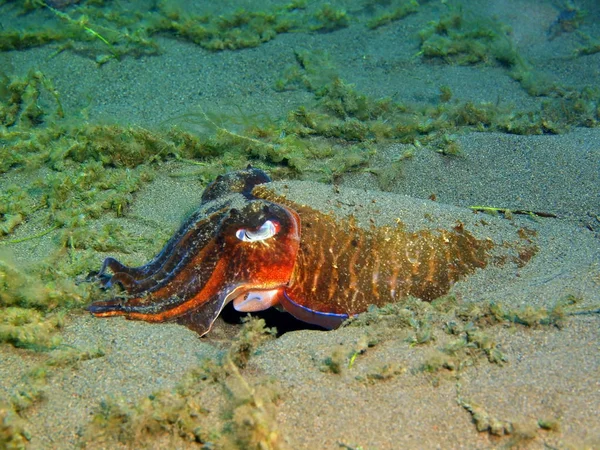 Tintenfisch, Insel-Bali, Puri Jati — Stockfoto