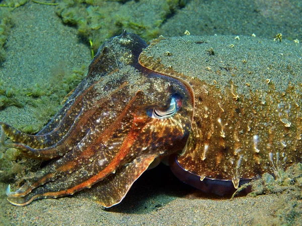 Cuttlefish, Ilha Bali, Puri Jati — Fotografia de Stock