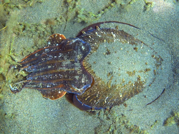 Bläckfisk, ön Bali, Puri Jati — Stockfoto