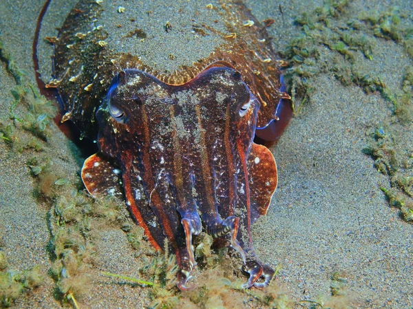 Bläckfisk, ön Bali, Puri Jati — Stockfoto