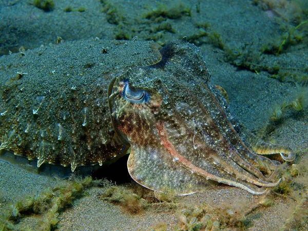 Cuttlefish, Ilha Bali, Puri Jati — Fotografia de Stock