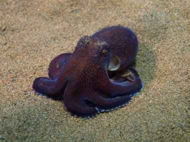 Ahtapot, Ada Bali, Puri Jati