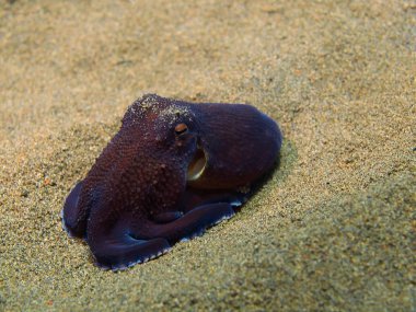 Ahtapot, Ada Bali, Puri Jati