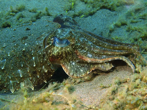Cuttlefish, Ilha Bali, Puri Jati — Fotografia de Stock