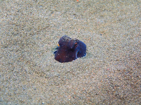 Octopus, Island Bali, Puri Jati — Stock Photo, Image