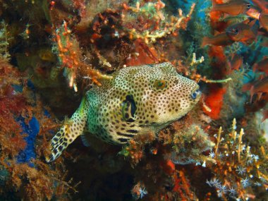Boxfish, Ada Bali, Puri Jati
