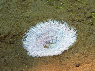 Deniz anemone, Adası Bali, Puri Jati