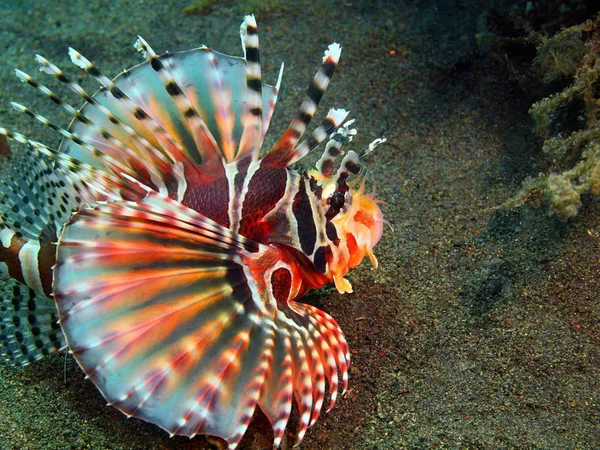蝎子鱼， 巴厘岛岛， 普里贾蒂 — 图库照片