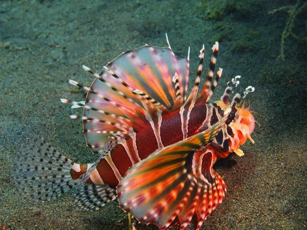 Scorpionfish, Wyspa Bali, Puri Jati — Zdjęcie stockowe