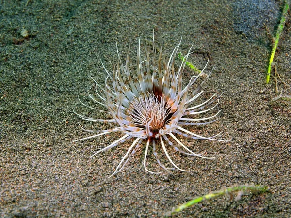 Моря anemone, острів Балі, Puri Jati — стокове фото