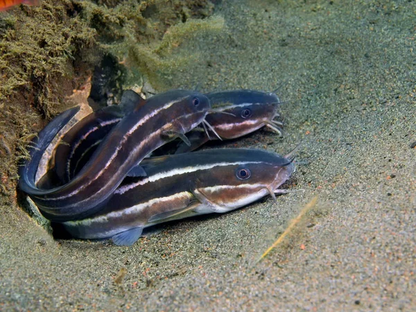 Peixes corais, ilha Bali, Puri Jati — Fotografia de Stock