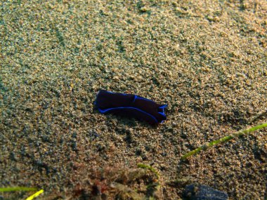 Gerçek deniz yaratığı, Adası Bali, Puri Jati