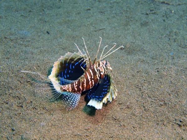 Scorpionfish, ön Bali, Puri Jati — Stockfoto