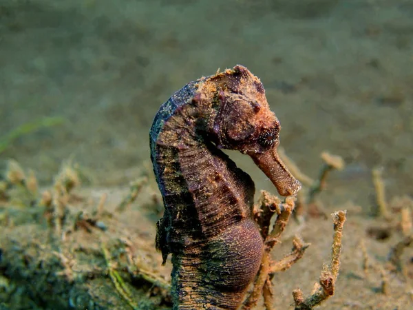 Sea horse, Island Bali, Puri Jati — Stock Photo, Image