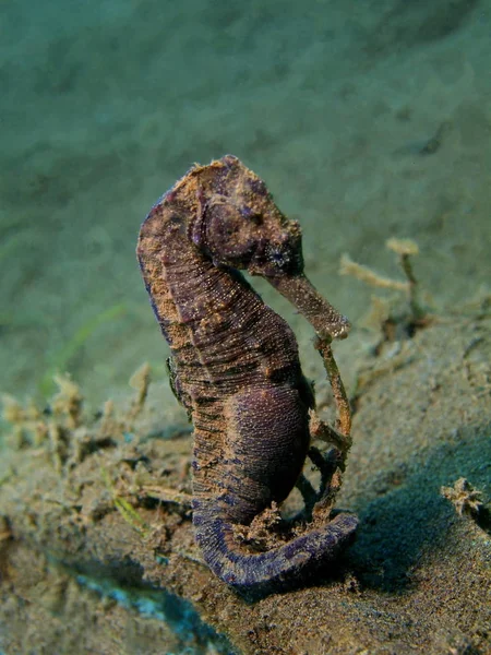 Sea horse, eiland Bali, Puri Jati — Stockfoto