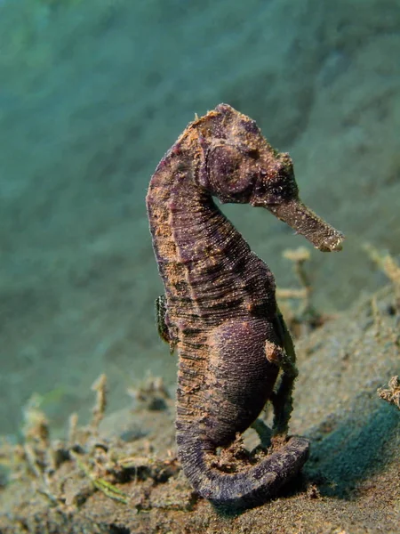 Sea horse, Island Bali, Puri Jati — Stock Photo, Image