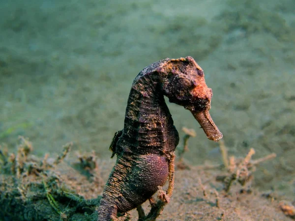 Sea horse, eiland Bali, Puri Jati — Stockfoto