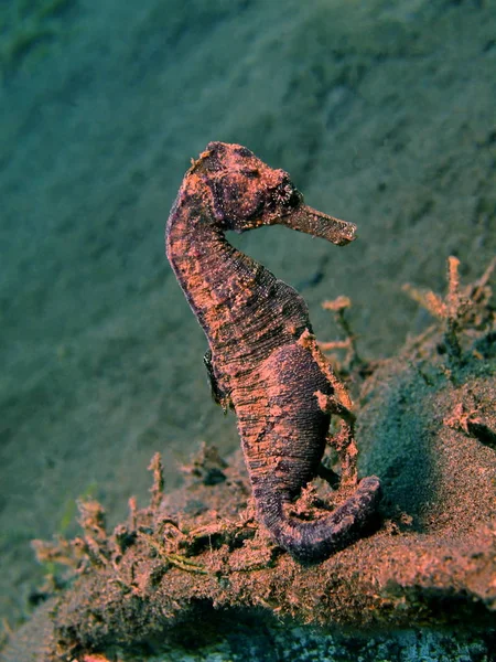 Sea horse, ön Bali, Puri Jati — Stockfoto