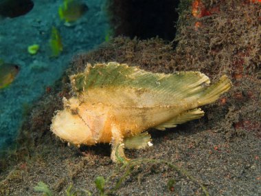 Fener balığı, Adası Bali, Puri Jati