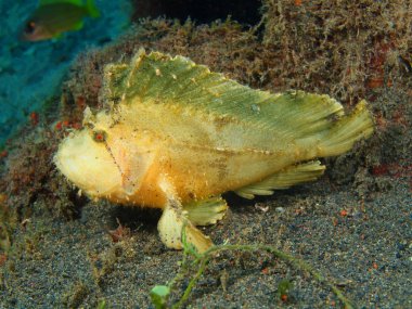 Fener balığı, Adası Bali, Puri Jati