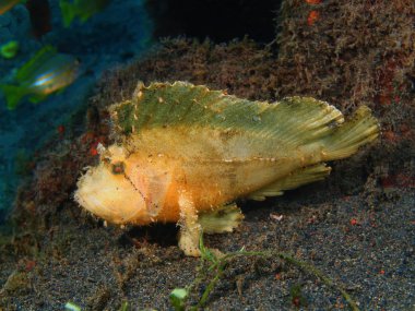 Fener balığı, Adası Bali, Puri Jati